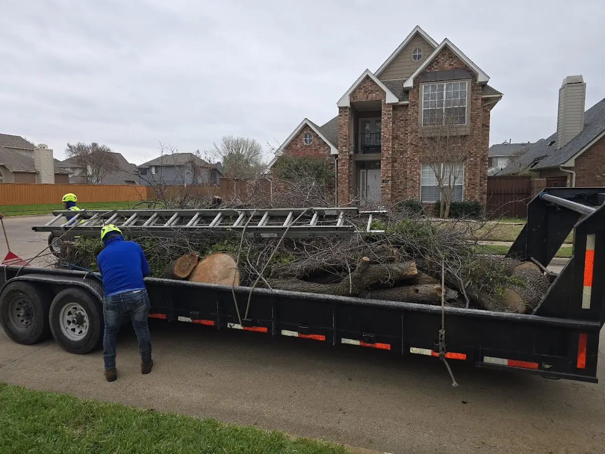 Expert Tree Removal with proper safety equipment in Fisher